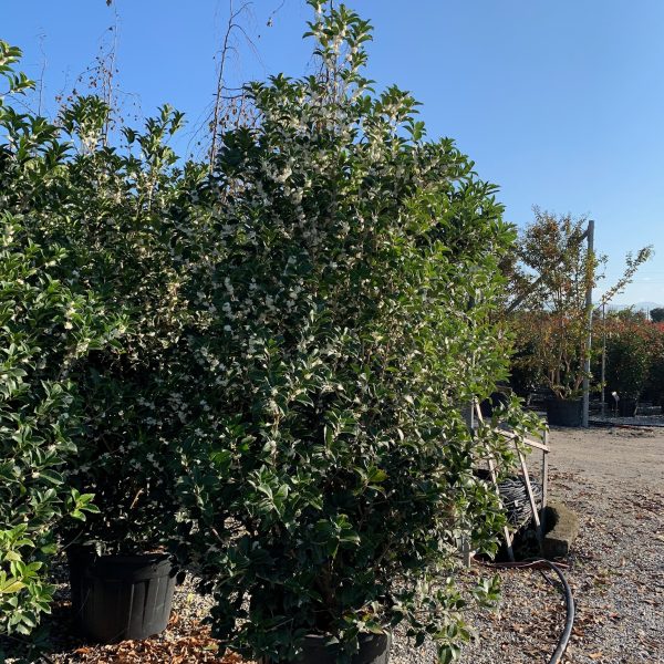 Osmanthus × FORTUNEI