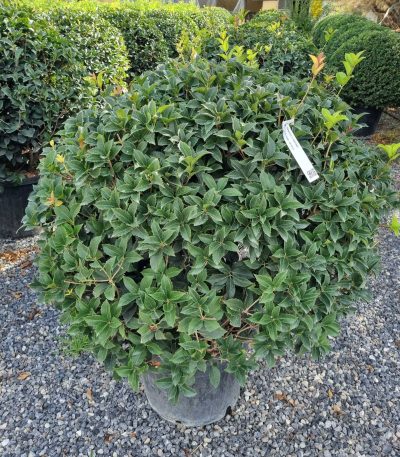 Osmanthus × FORTUNEI OSFOBALL-I-8051838145731