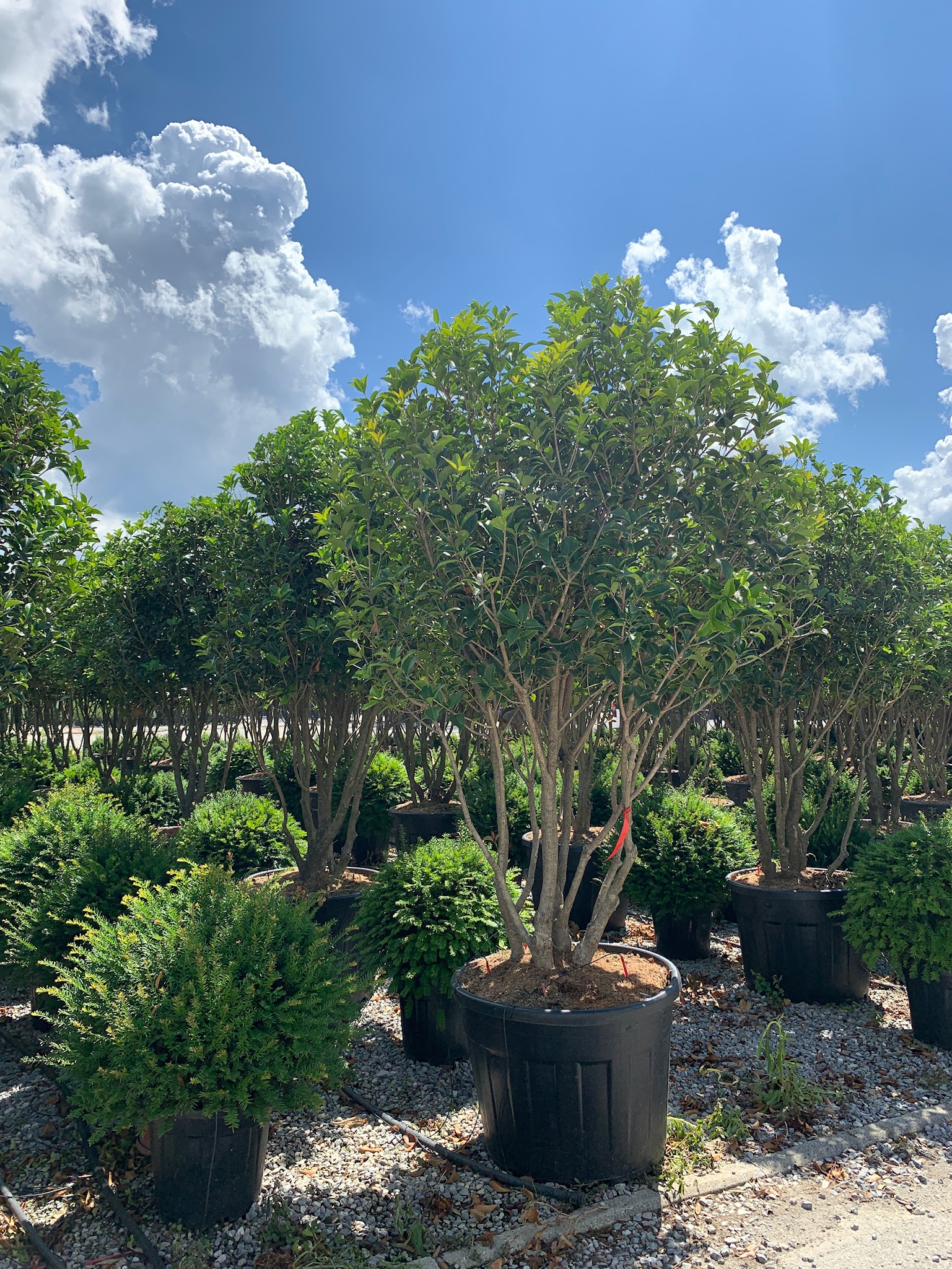 OSFOMULTI-I-8051838675627 Osmanthus × FORTUNEI OSFOMULTI-I-8051838675627