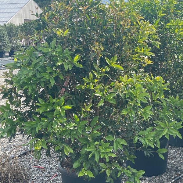 Osmanthus fragrans OSFR-I-8051838169324