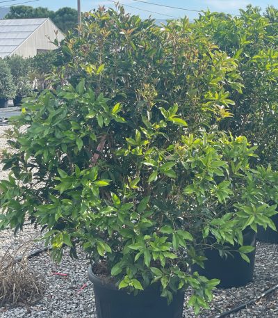 Osmanthus fragrans OSFR-I-8051838169324