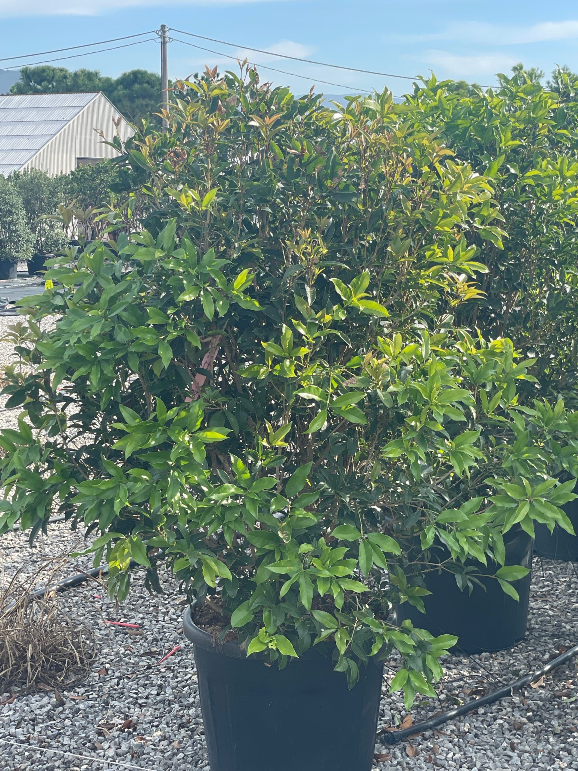 OSFR-I-8051838169324 Osmanthus fragrans OSFR-I-8051838169324