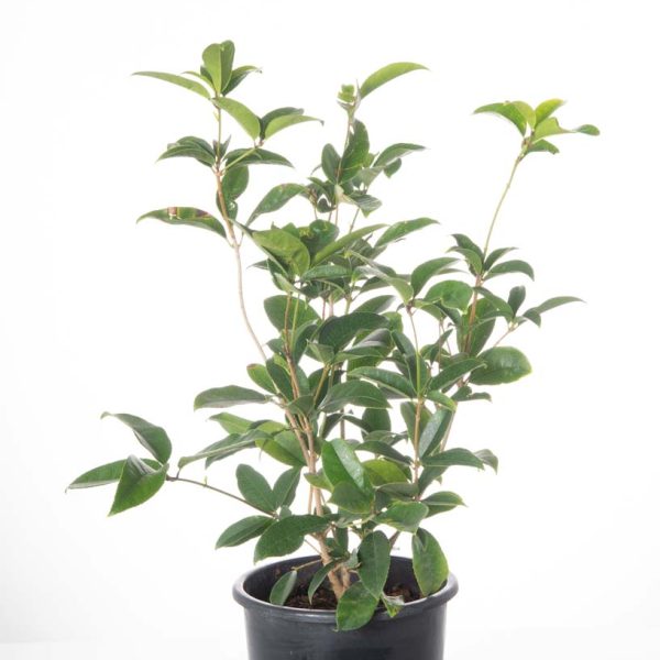 Osmanthus fragrans