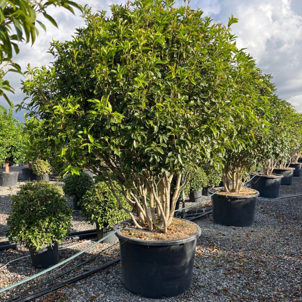 Osmanthus fragrans
