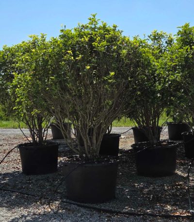 Osmanthus fragrans OSFRMULTI-I-8051838535716