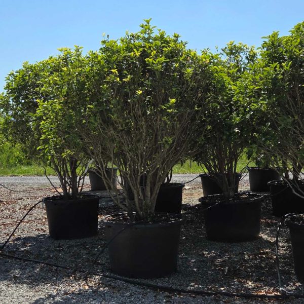 Osmanthus fragrans OSFRMULTI-I-8051838535716