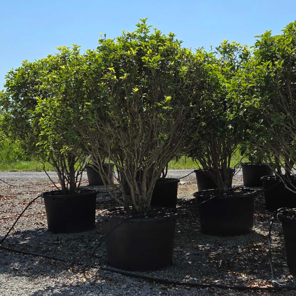 OSFRMULTI-I-8051838535716 Osmanthus fragrans OSFRMULTI-I-8051838535716