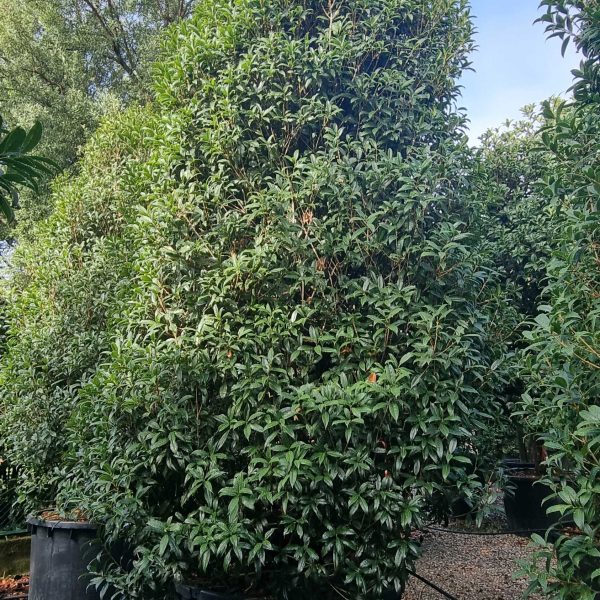 Osmanthus fragrans 'RUBRA' OSFRRU-I-8051838476064