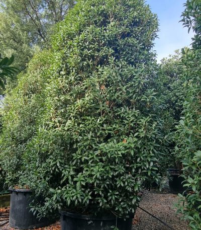 Osmanthus fragrans 'RUBRA' OSFRRU-I-8051838476064