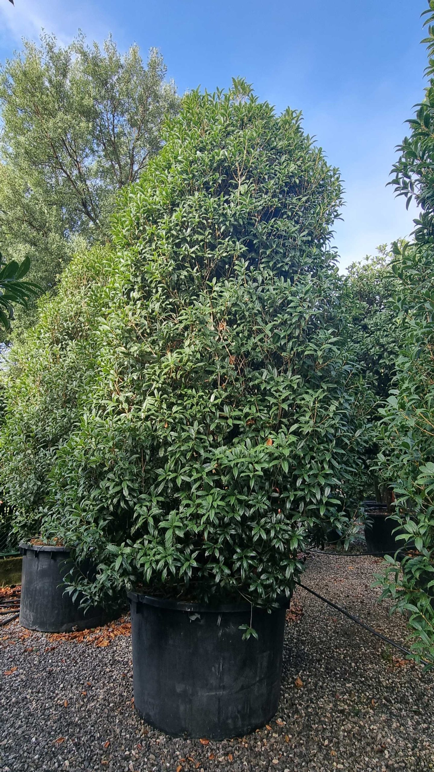 OSFRRU-I-8051838476064 Osmanthus fragrans 'RUBRA' OSFRRU-I-8051838476064
