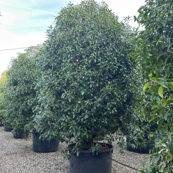 Osmanthus fragrans 'RUBRA'