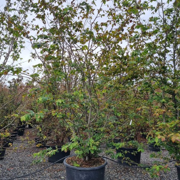 Parrotia persica (Parocija/Perzijska bukev)