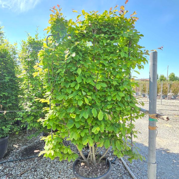 Parrotia persica (Perzijska bukev ŠPALIR)