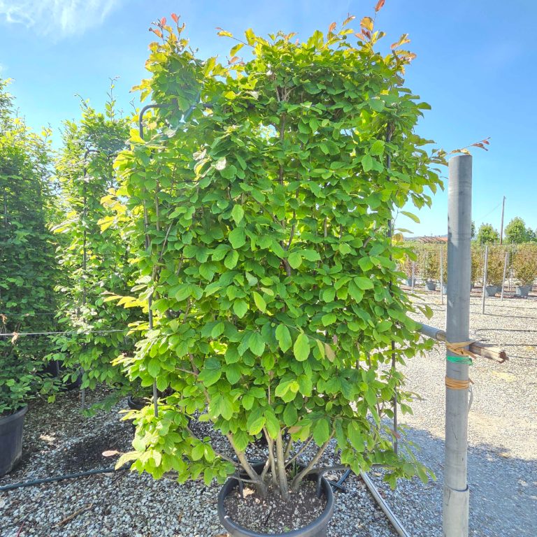 Parrotia persica (Perzijska bukev ŠPALIR)