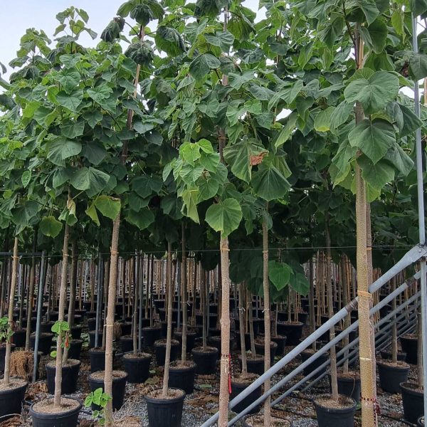 Paulownia tomentosa (Navadna pavlovnija)