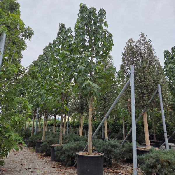 Paulownia tomentosa (Navadna pavlovnija)