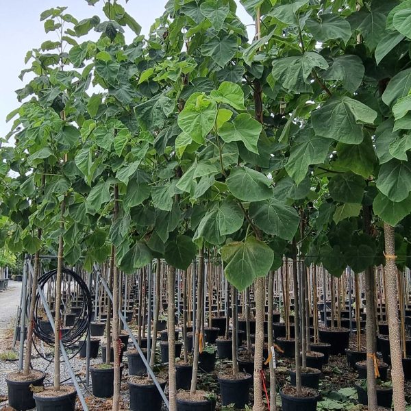 Paulownia tomentosa (Navadna pavlovnija)
