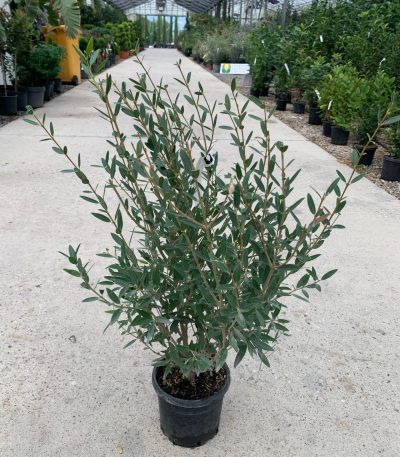 Phillyrea angustifolia PHAN-I-8051838172973