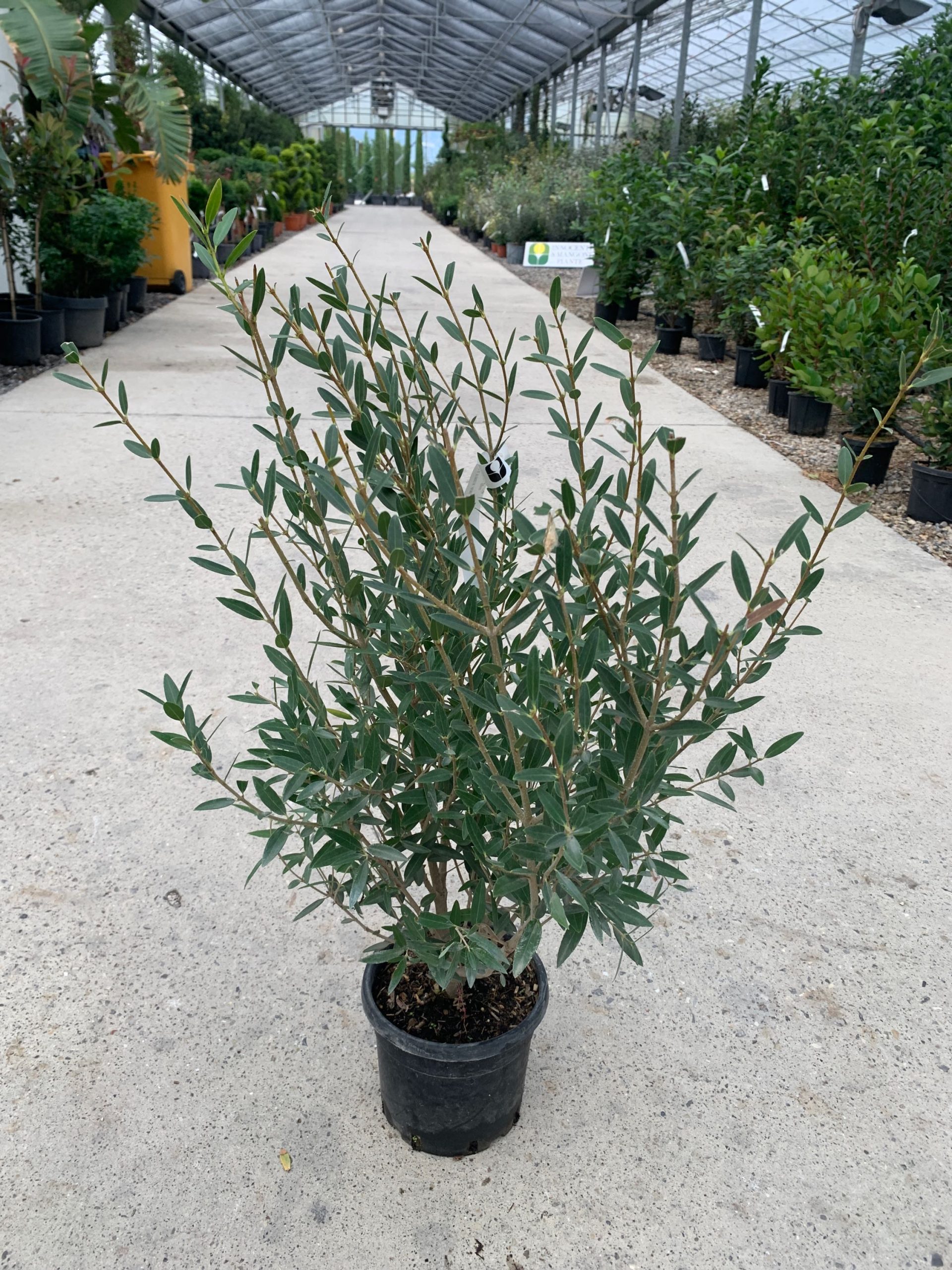PHAN-I-8051838172973 Phillyrea angustifolia PHAN-I-8051838172973