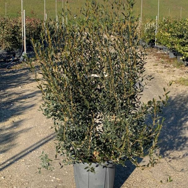 Phillyrea angustifolia