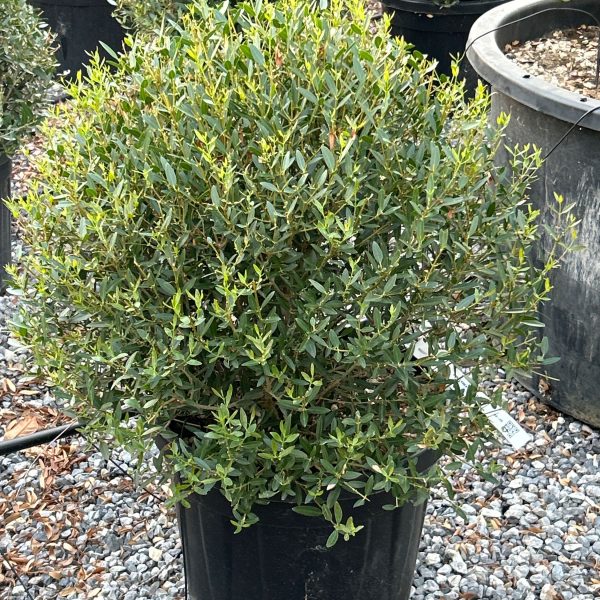 Phillyrea angustifolia PHANBALL-I-8051838525922