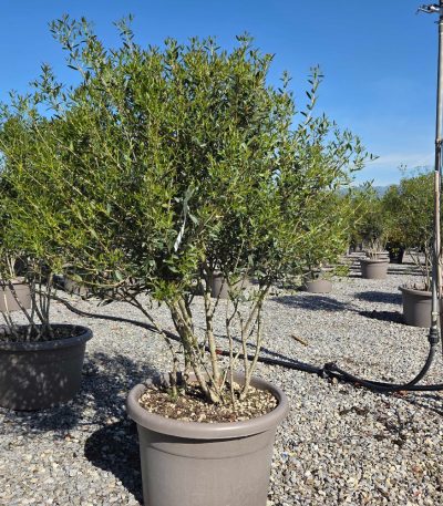 Phillyrea angustifolia PHANMULTI-I-8051838612813