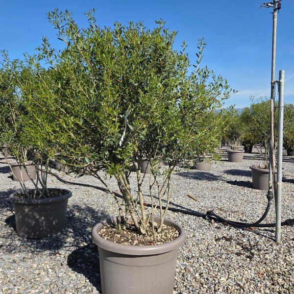 Phillyrea angustifolia PHANMULTI-I-8051838612813
