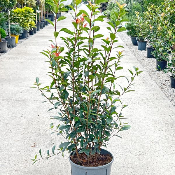 Photinia fr. 'Carre Rouge' (Fotinija)