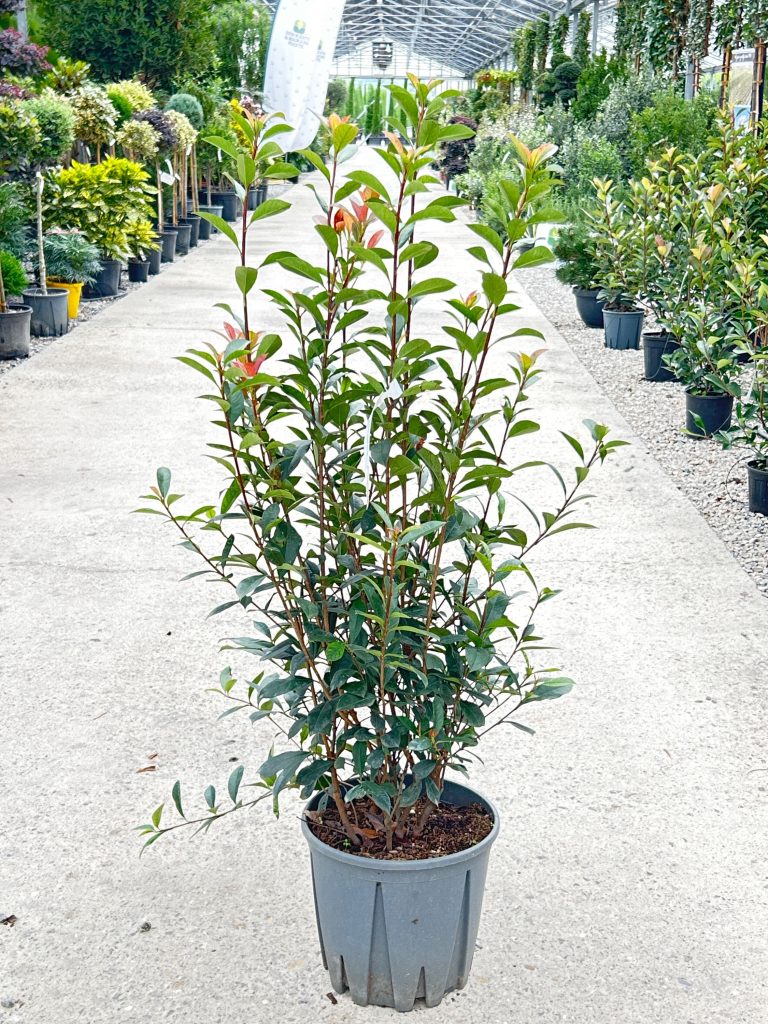 Photinia fr. 'Carre Rouge' (Fotinija)