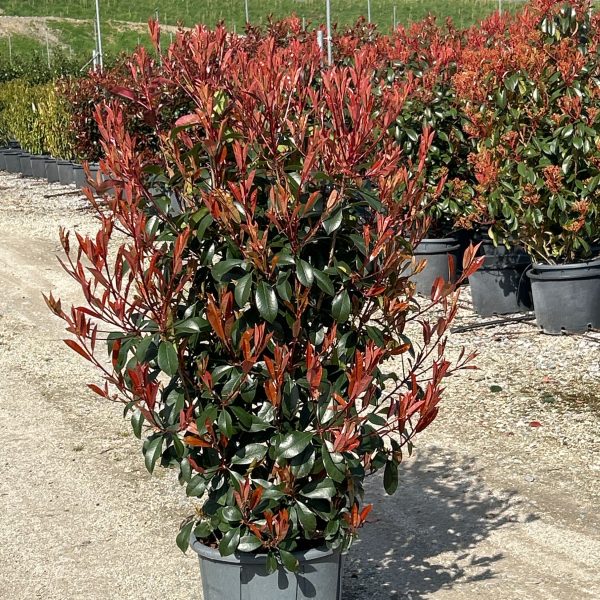 Photinia fr. 'Carre Rouge' (Fotinija)