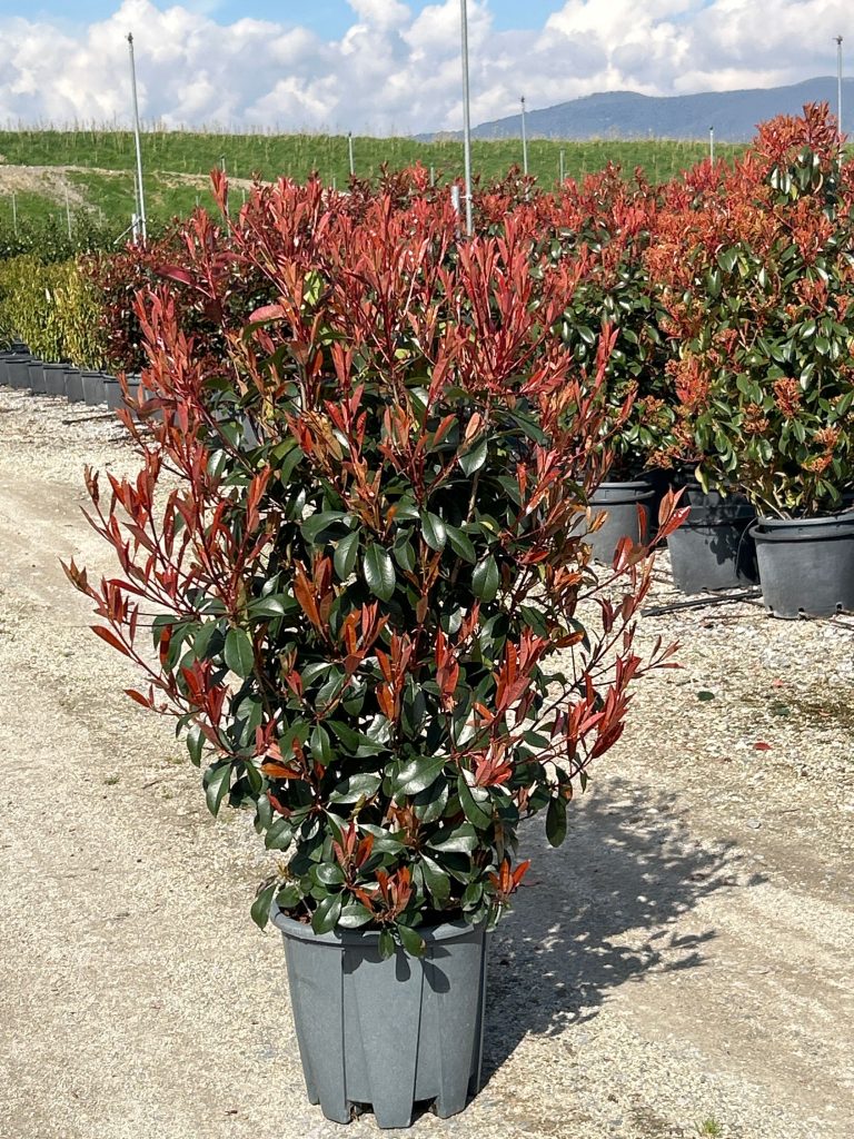 Photinia fr. 'Carre Rouge' (Fotinija)