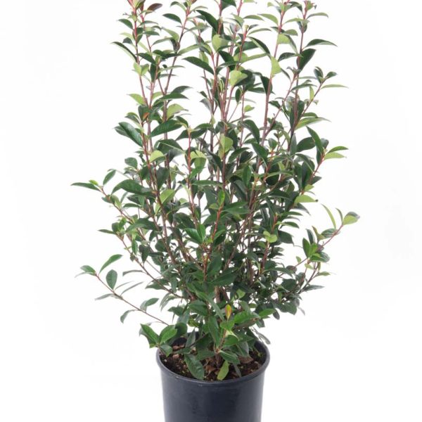 Photinia fr. 'Carre Rouge' (Fotinija)