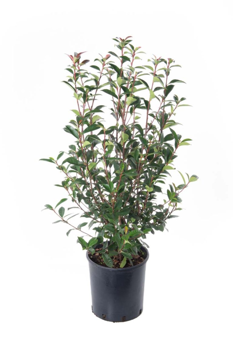 Photinia fr. 'Carre Rouge' (Fotinija)