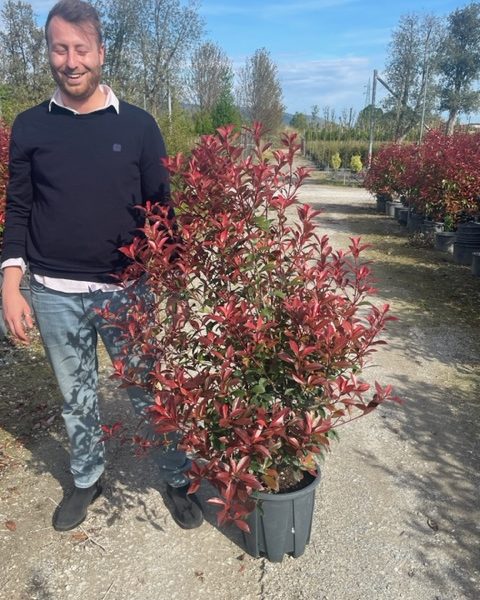 Photinia fr. 'Carre Rouge' (Fotinija)