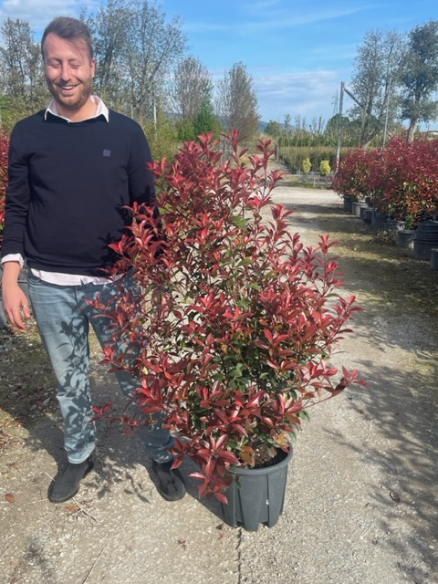 Photinia fr. 'Carre Rouge' (Fotinija)