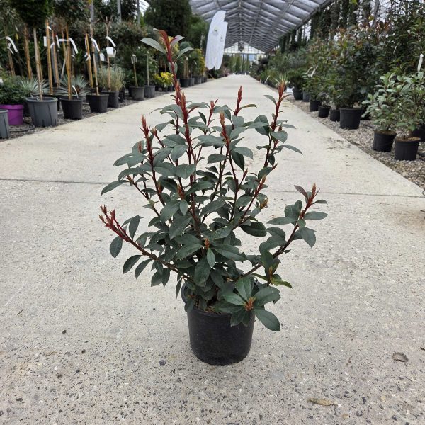 Photinia fr. 'Carre Rouge' (Fotinija)