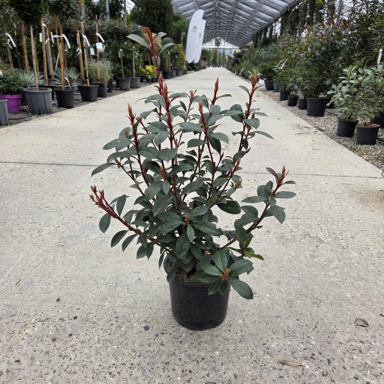 Photinia fr. 'Carre Rouge' (Fotinija)