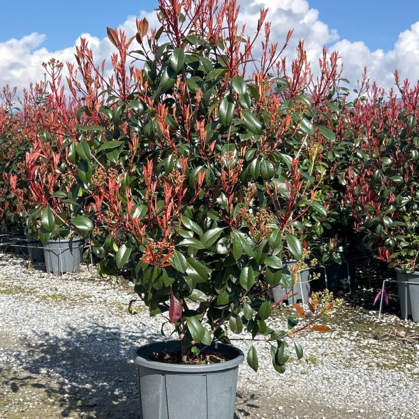 Photinia fr. 'Carre Rouge' (Fotinija)