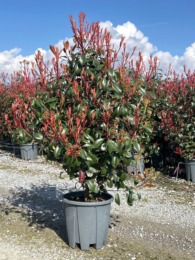 Photinia fr. 'Carre Rouge' (Fotinija)
