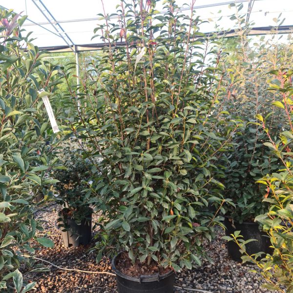 Photinia fr. 'Carre Rouge' (Fotinija)