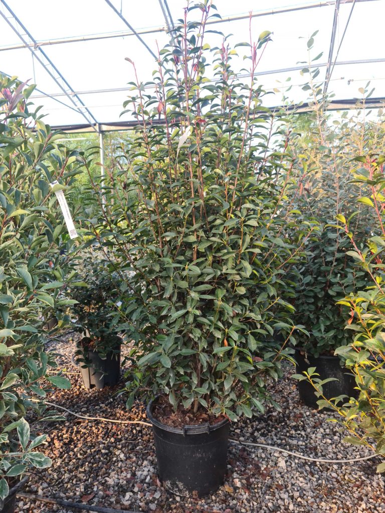 Photinia fr. 'Carre Rouge' (Fotinija)
