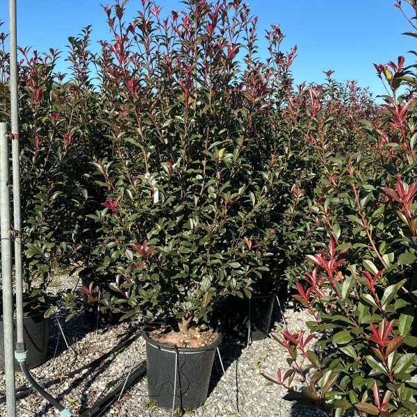 Photinia fr. 'Carre Rouge' (Fotinija)