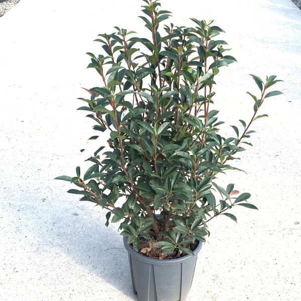 Photinia fr. 'Carre Rouge' (Fotinija)