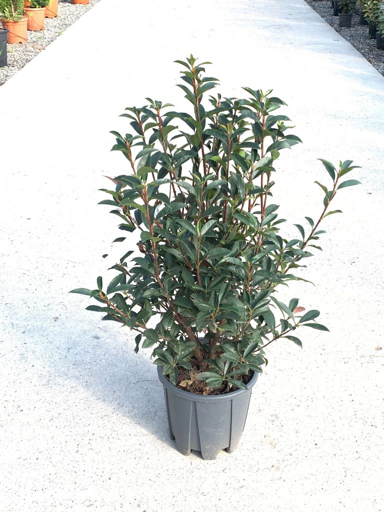 Photinia fr. 'Carre Rouge' (Fotinija)