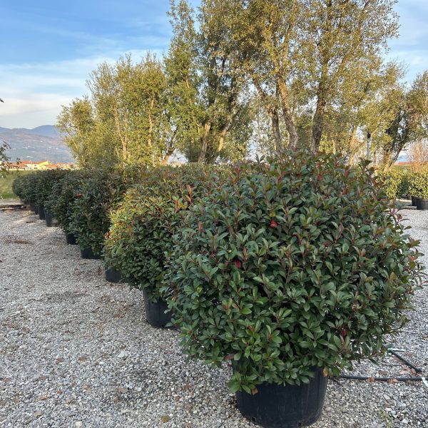 Photinia fr. 'Carre Rouge' (Fotinija BUČKA)
