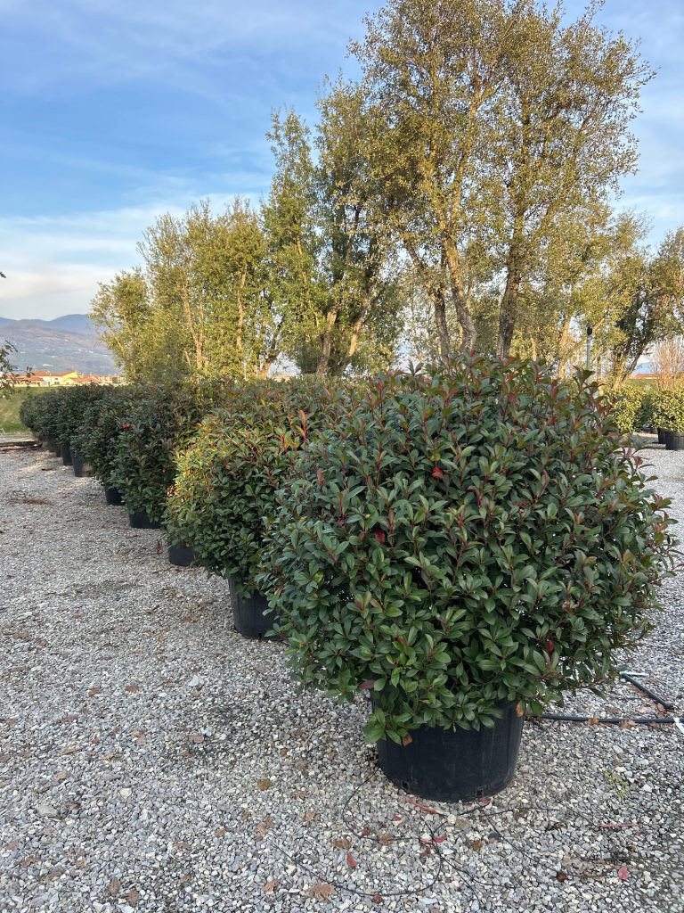 Photinia fr. 'Carre Rouge' (Fotinija BUČKA)