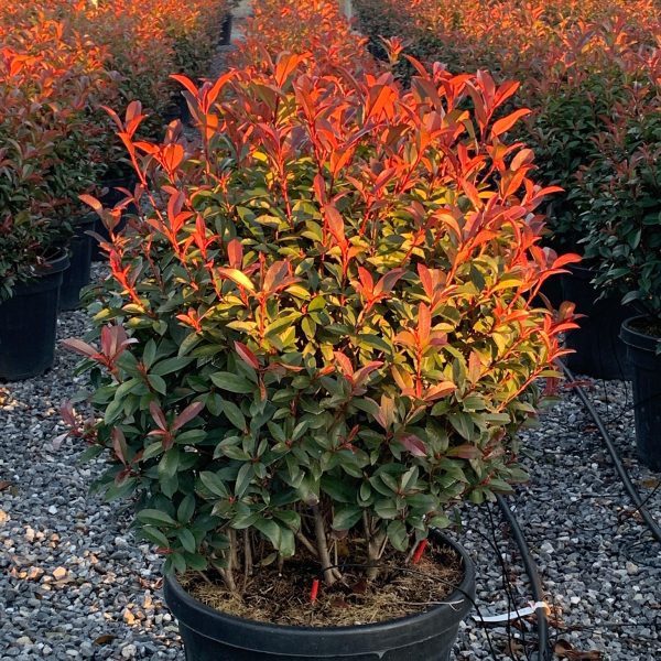 Photinia fr. 'Carre Rouge' (Fotinija BUČKA)