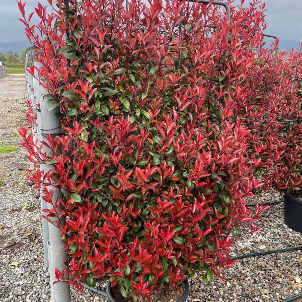 Photinia fr.´Carre Rouge' (Fotinija Špalir)