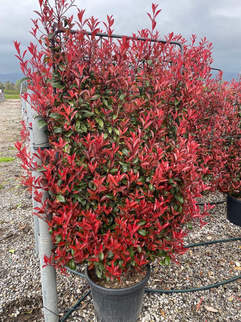 Photinia fr.´Carre Rouge' (Fotinija Špalir)