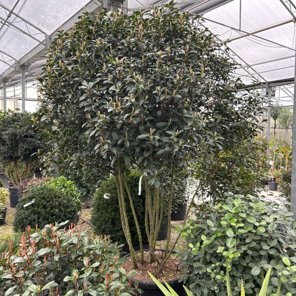 Photinia × FRASERI ''CARRE' ROUGE'